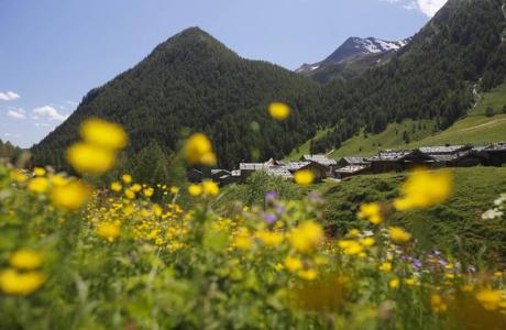 landschaft-bergdorf-blumen